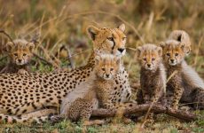Tanzania Safari 2026/2027