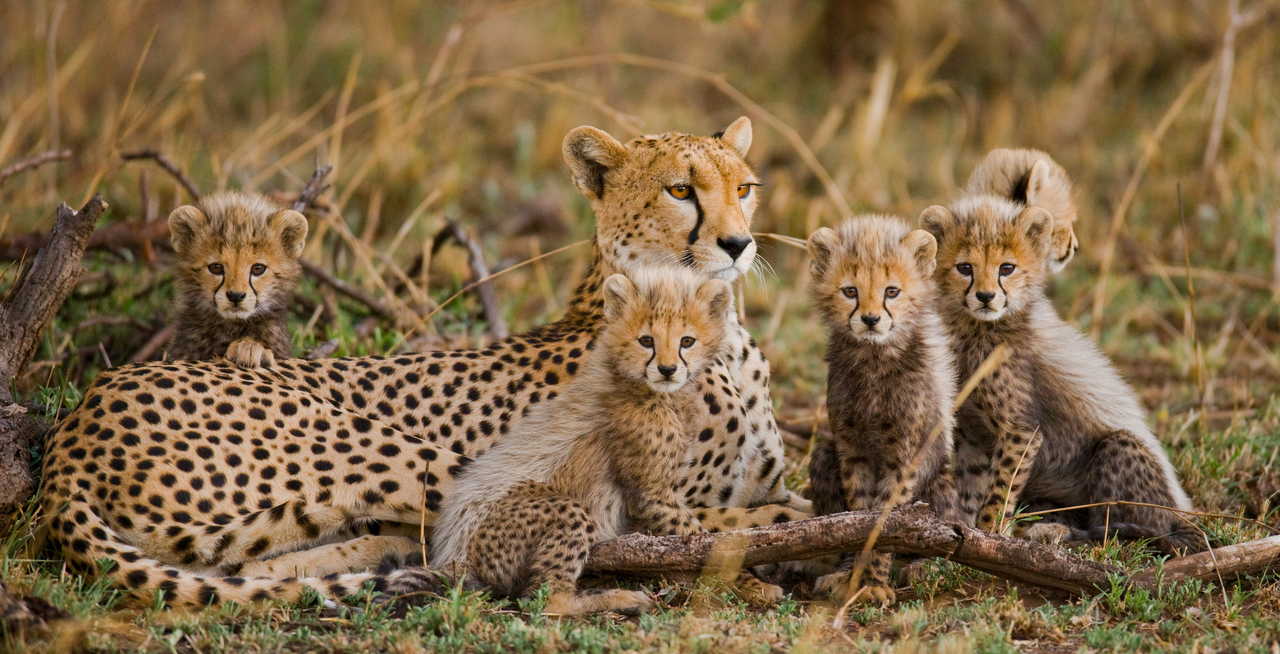 Tanzania Safari 2026/2027